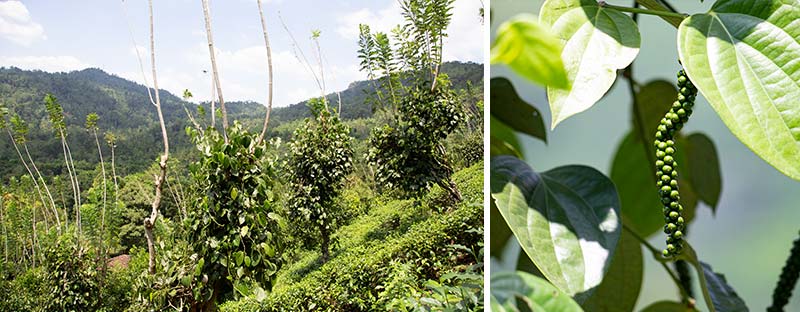 Teegarten in Sri Lanka